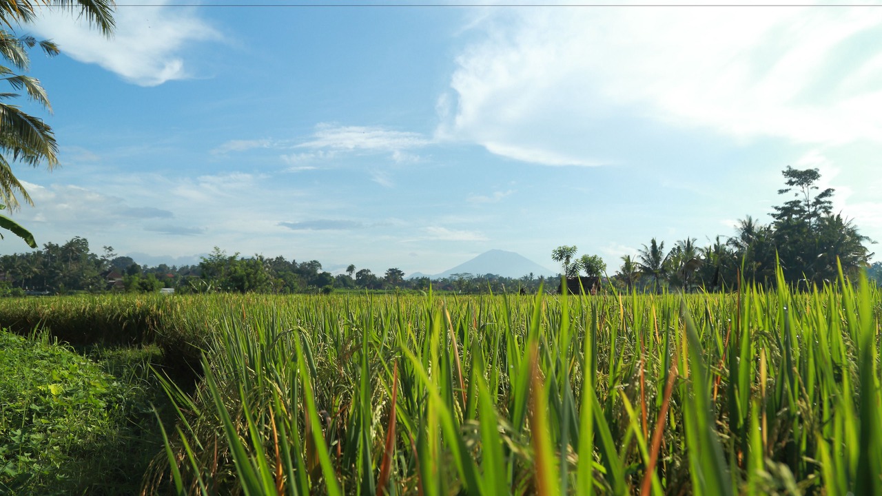 Photo of Others in Kedewatan