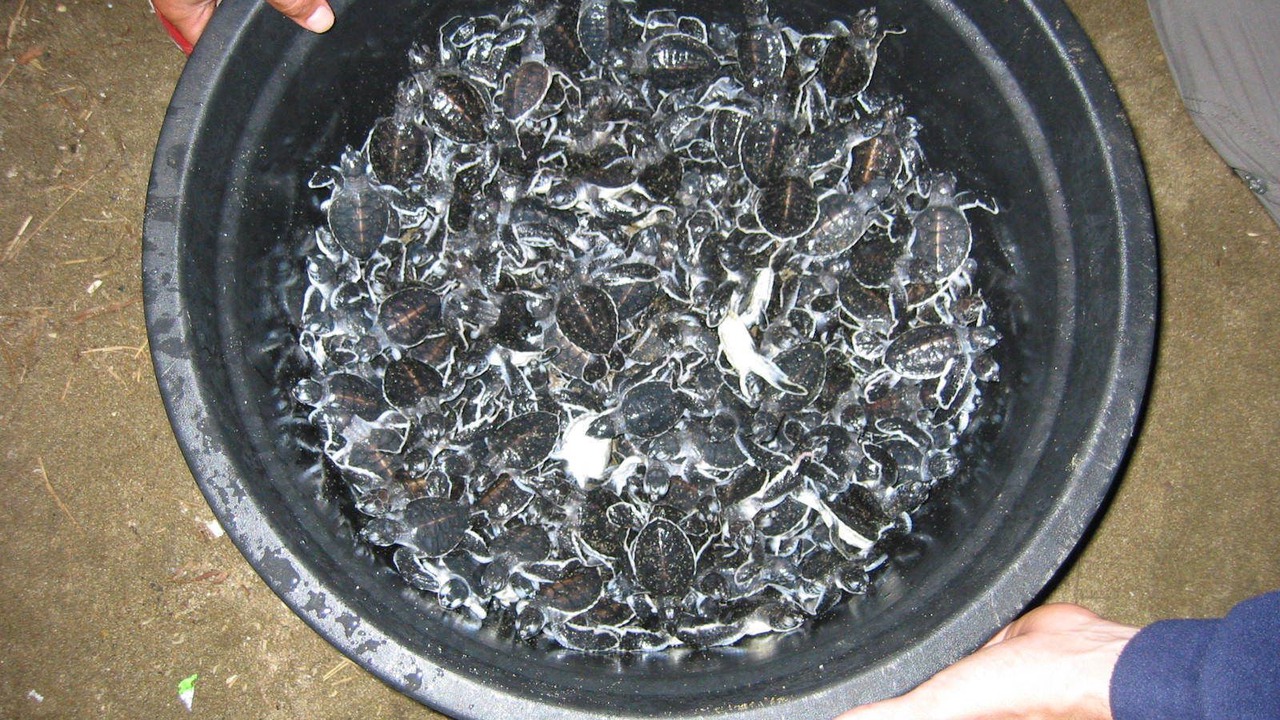 Photo of Others in Kalibaru