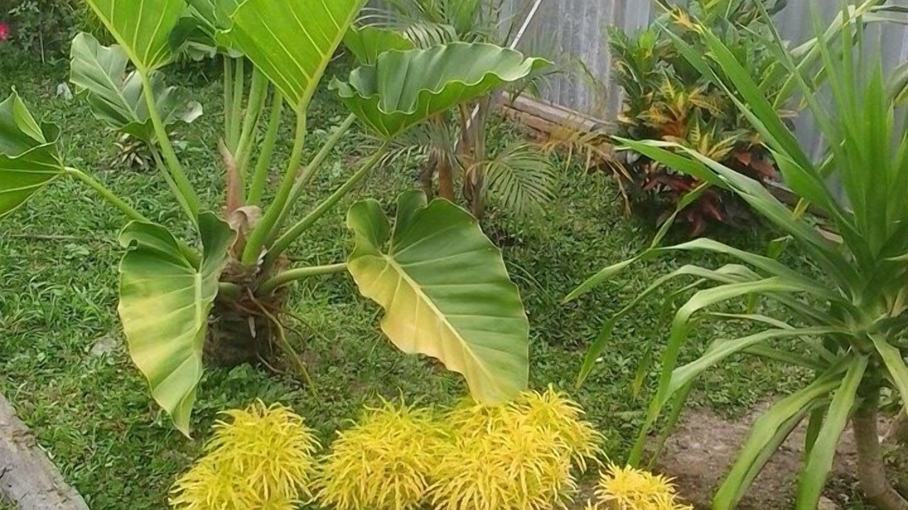 Photo of Outdoor in Medan
