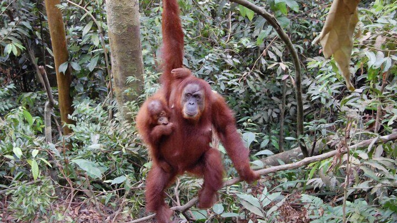 Photo of Outdoor in Bukit Lawang