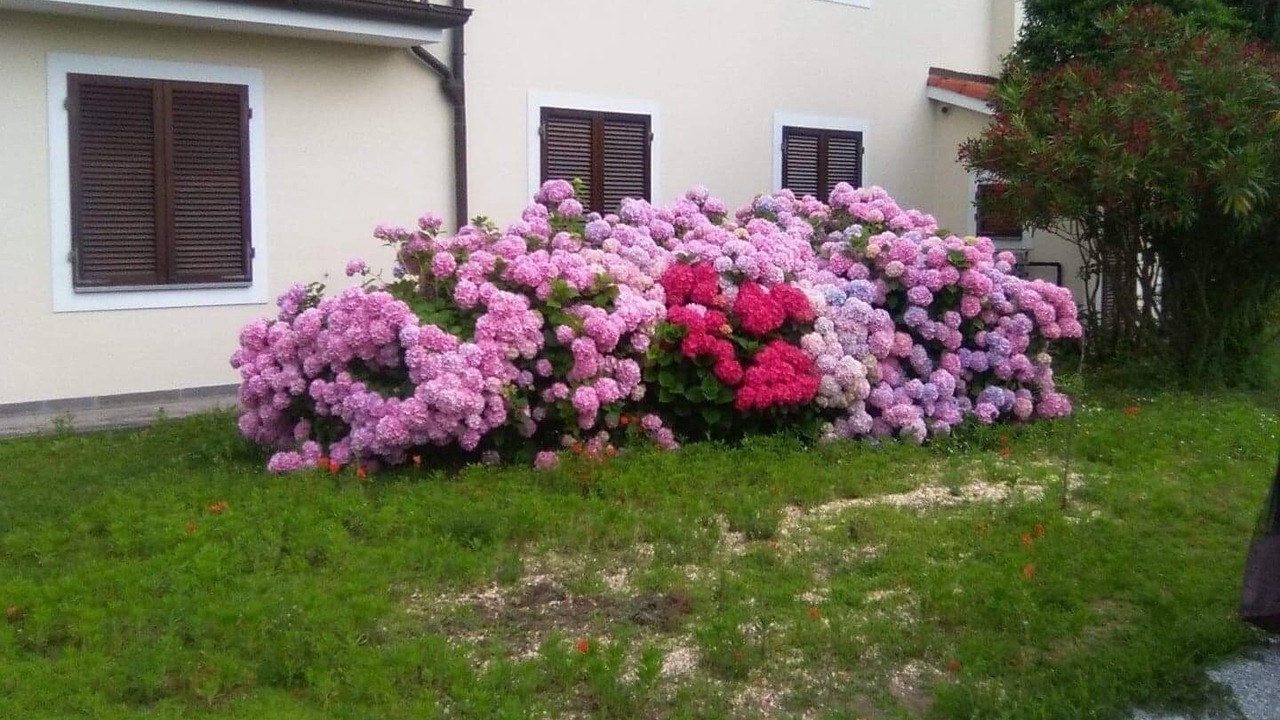 Photo of Outdoor in Lido di Camaiore