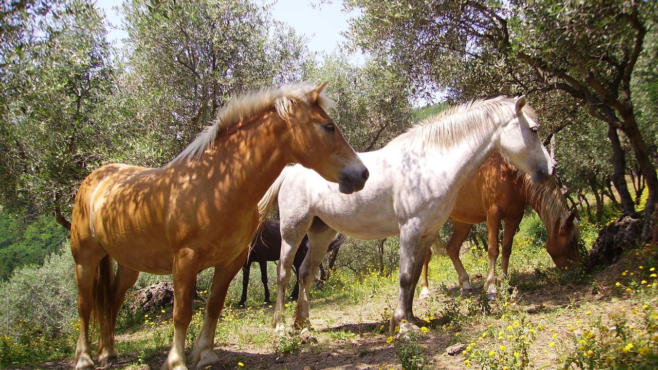 Photo of Others in Petrognano