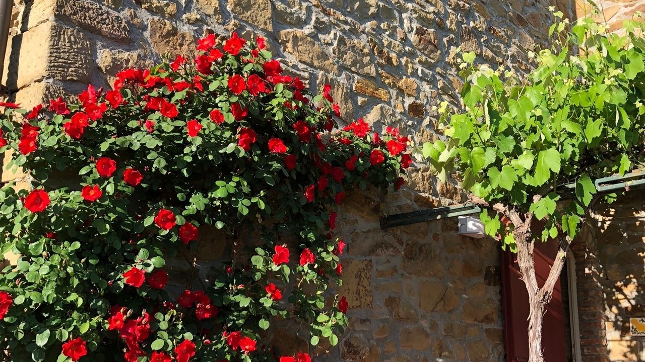 Photo of Outdoor in Sinalunga