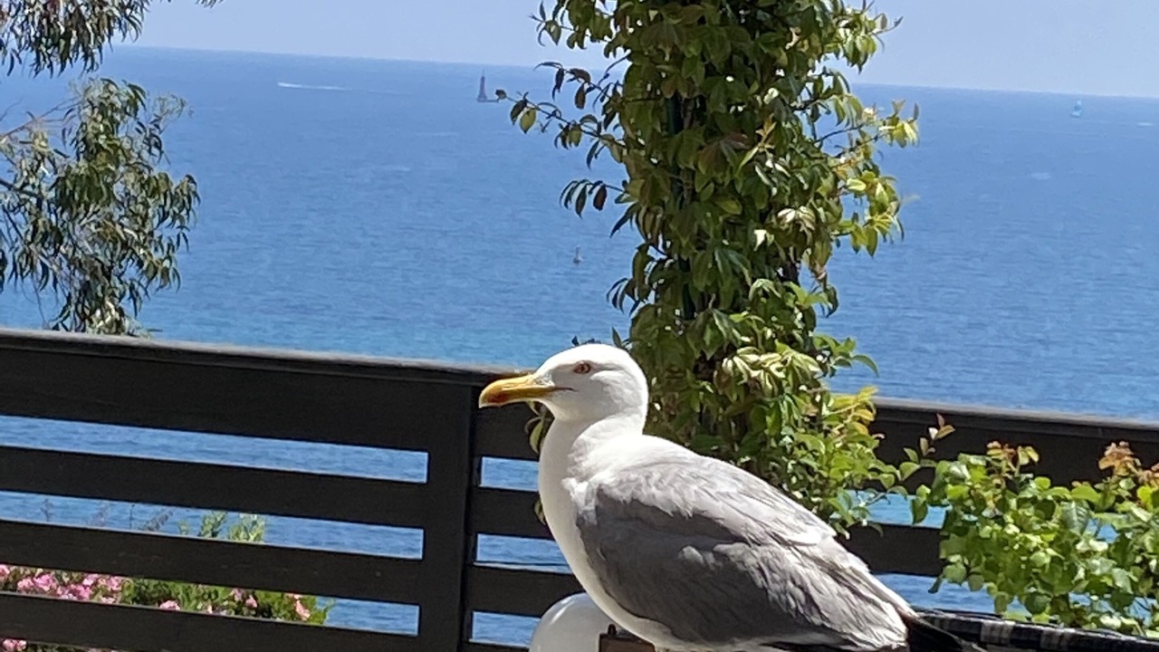 Photo of Outdoor in California - Pezou