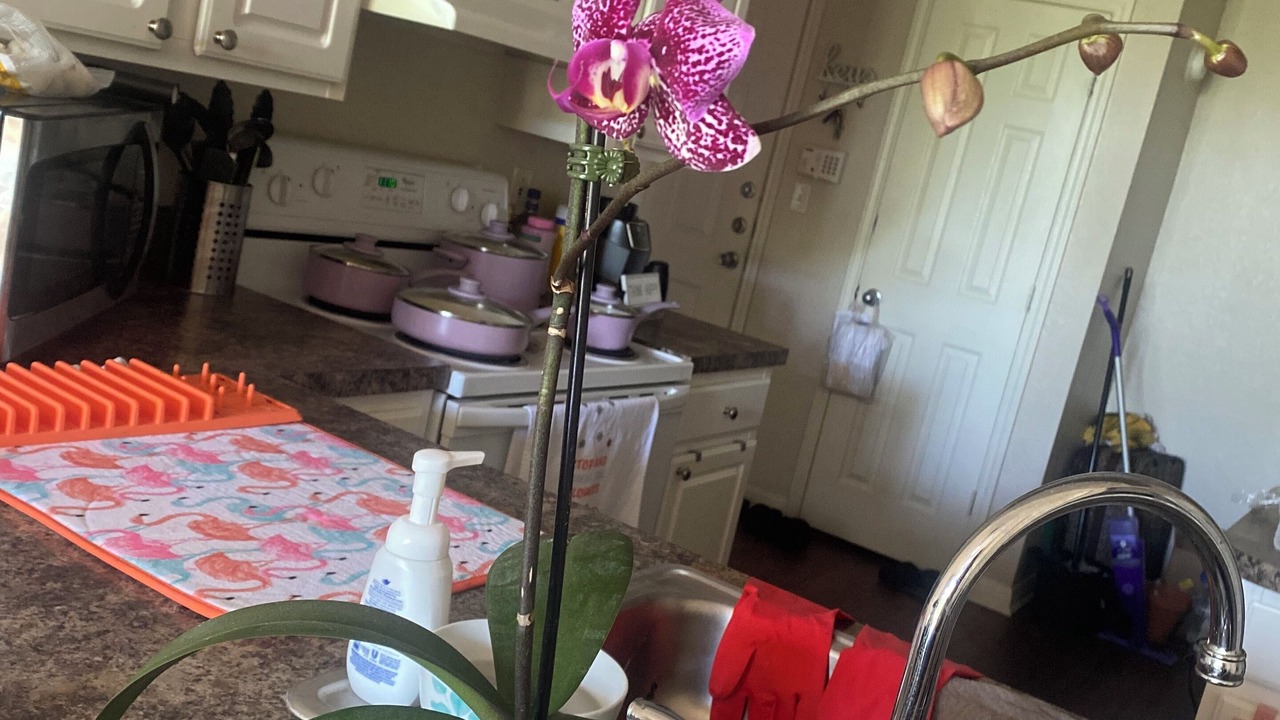 Photo of Kitchen in Lake Eola Heights