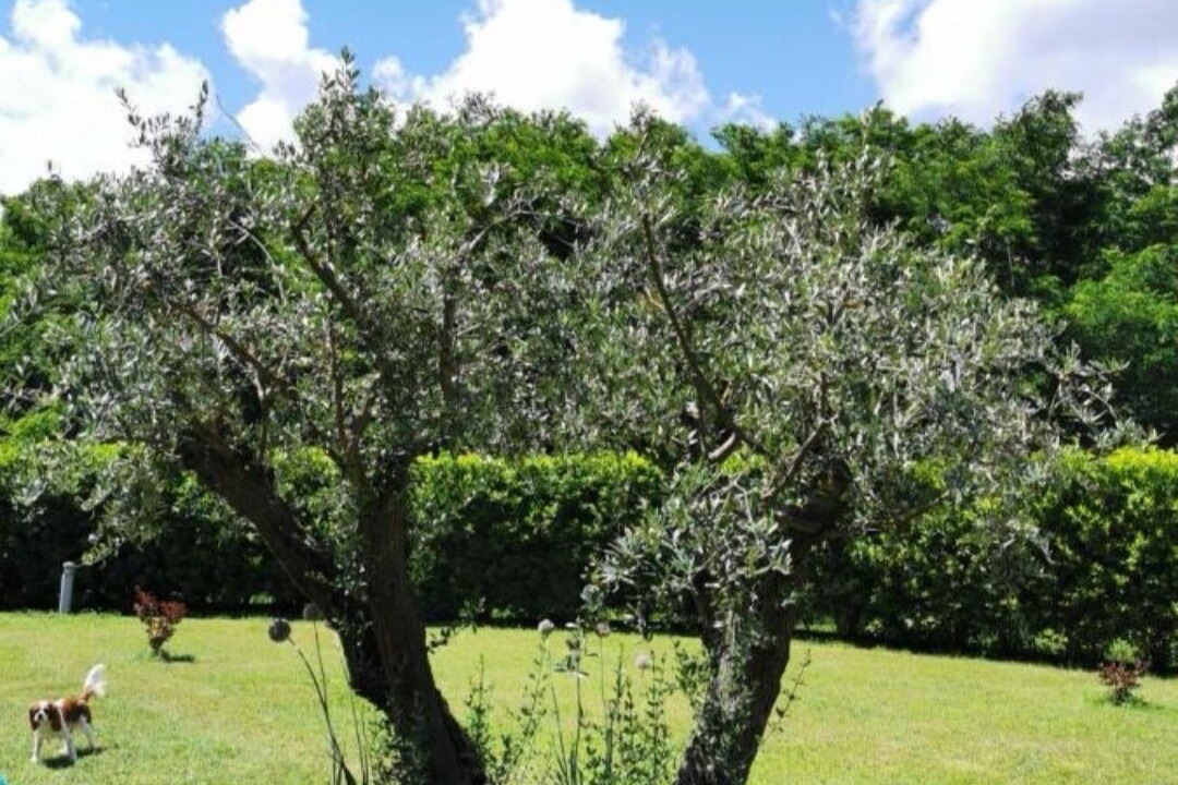 Photo of Outdoor in Gragnola