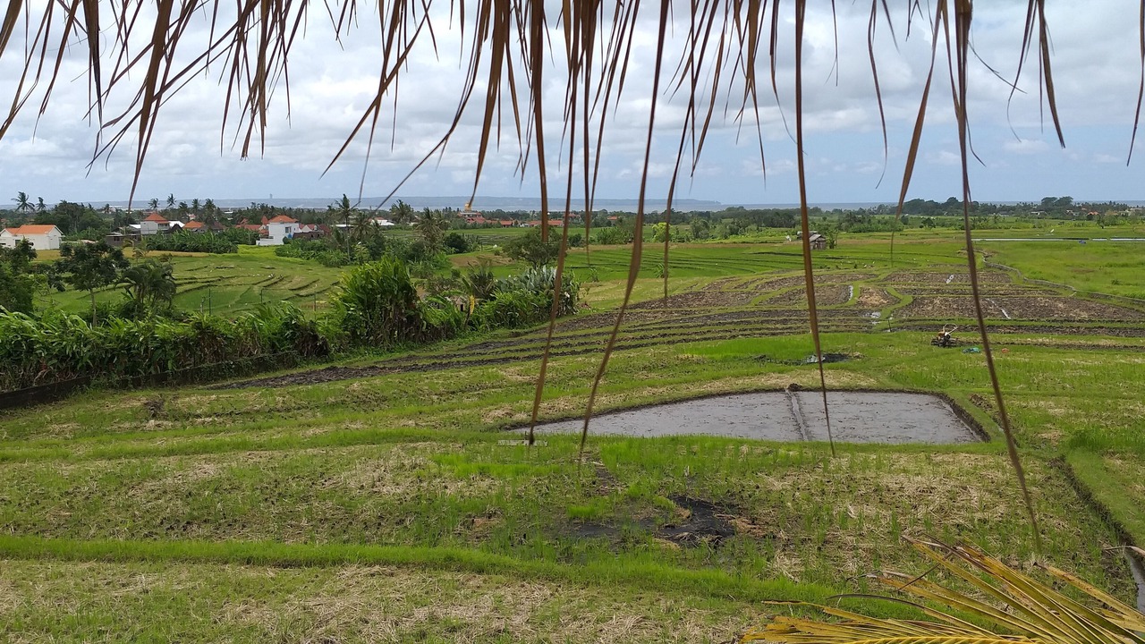 Photo of Outdoor in Dalung