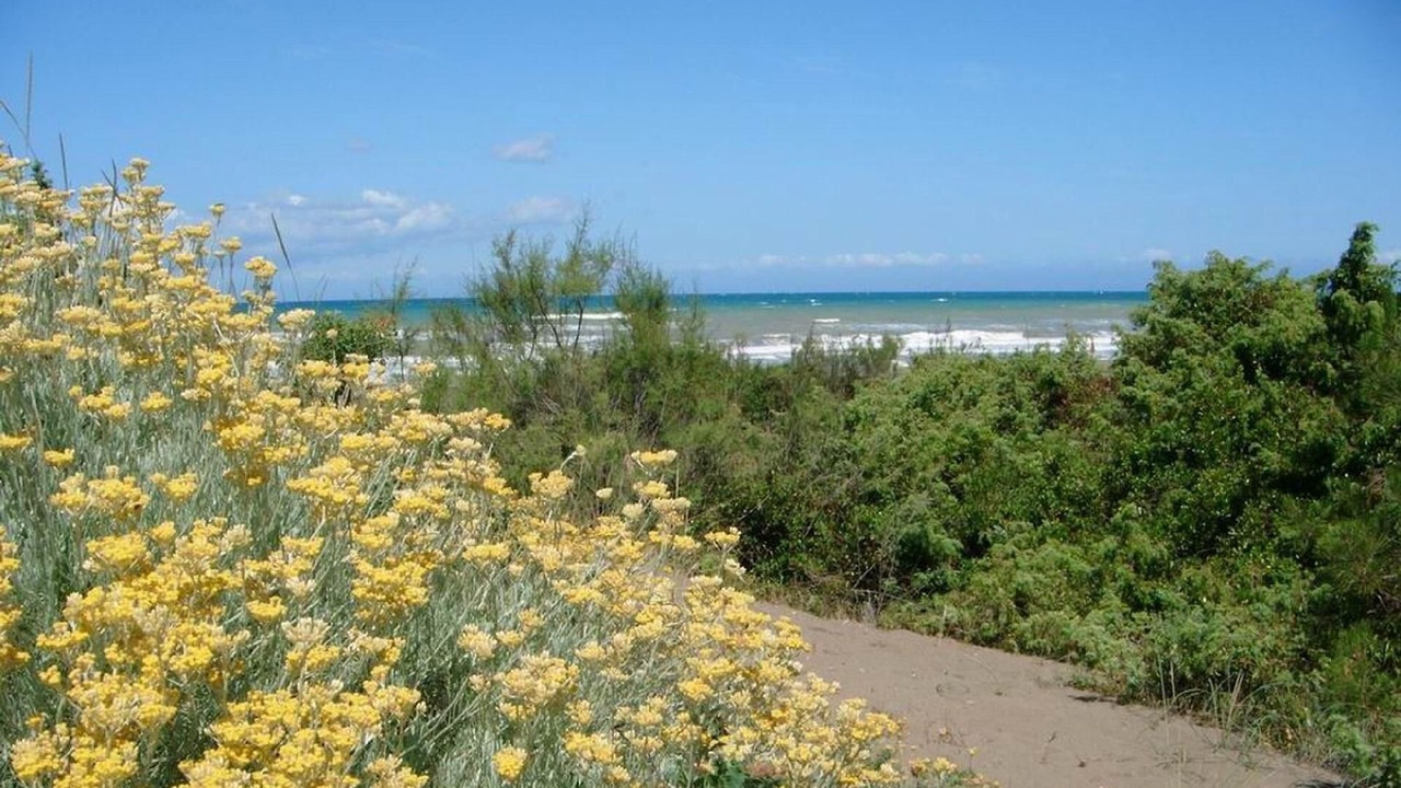 Photo of Others in Marina di Castagneto Carducci