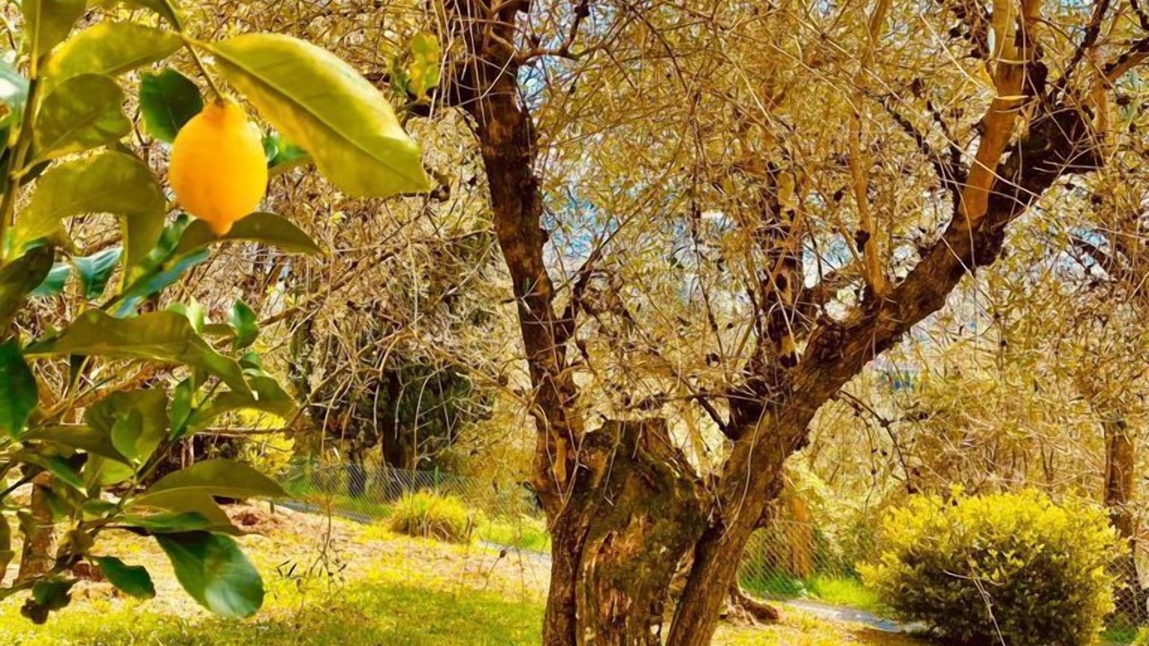 Photo of Outdoor in Corsanico-Bargecchia