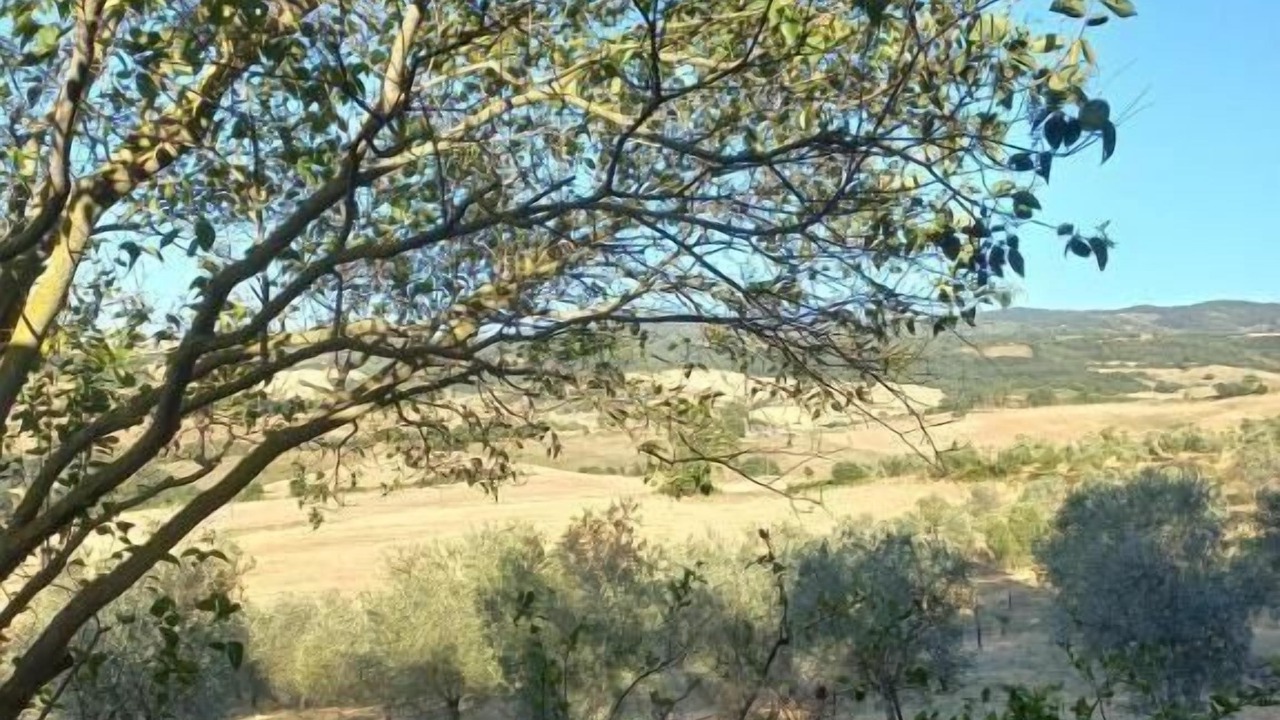 Photo of Outdoor in Cinigiano