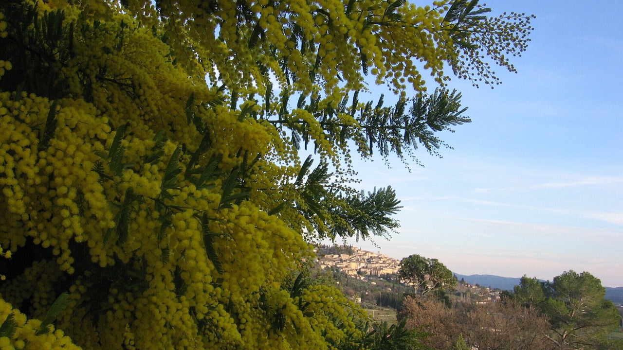 Photo of Others in Fayence