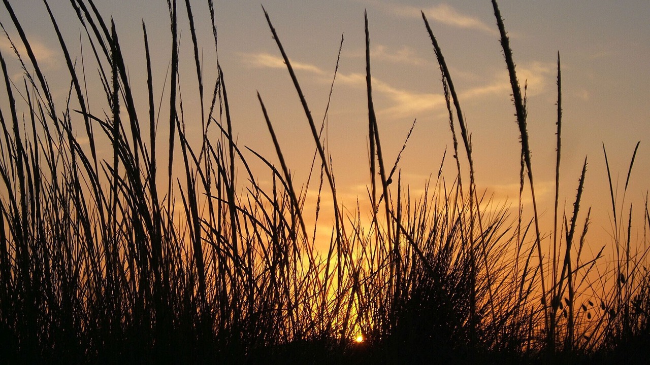 Photo of Others in Marina di Grosseto
