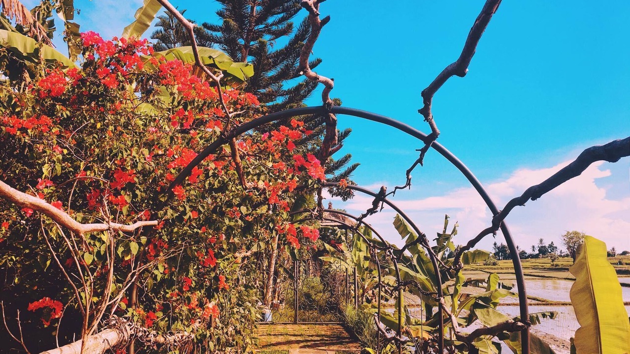 Photo of Outdoor in Abiansemal