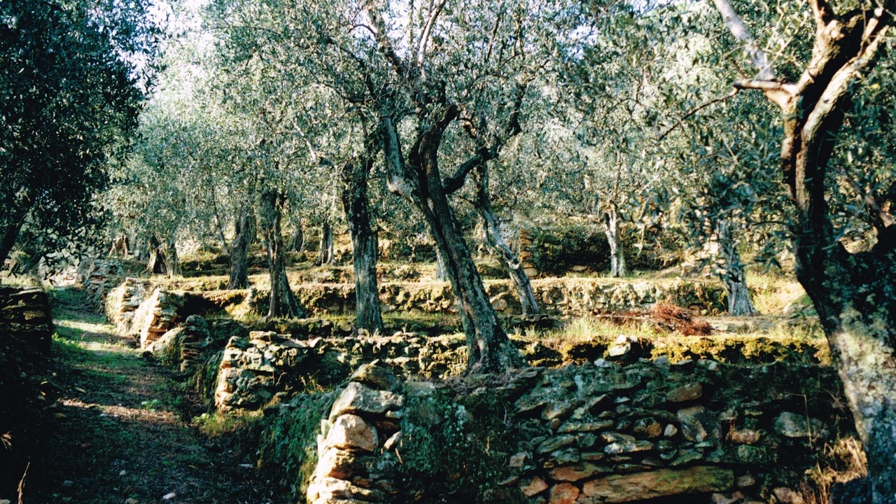 Photo of Outdoor in Vicopisano