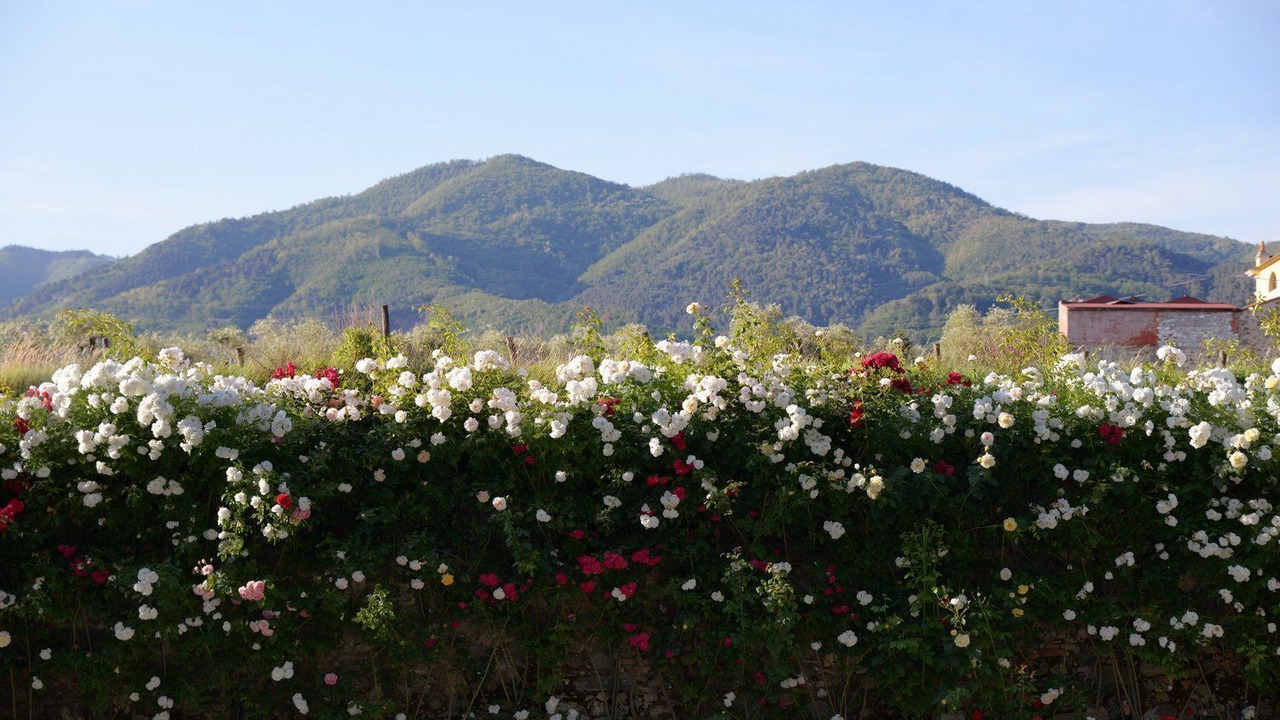 Photo of Outdoor in Buonconvento