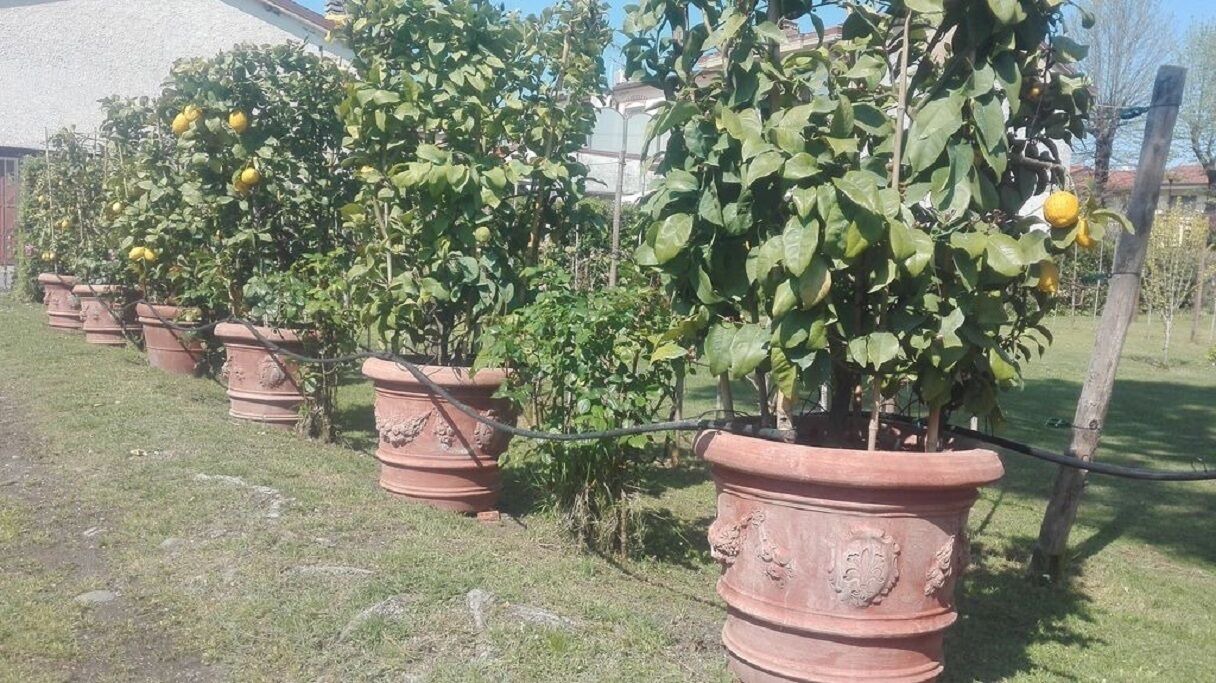 Photo of Outdoor in Torre del Lago Puccini
