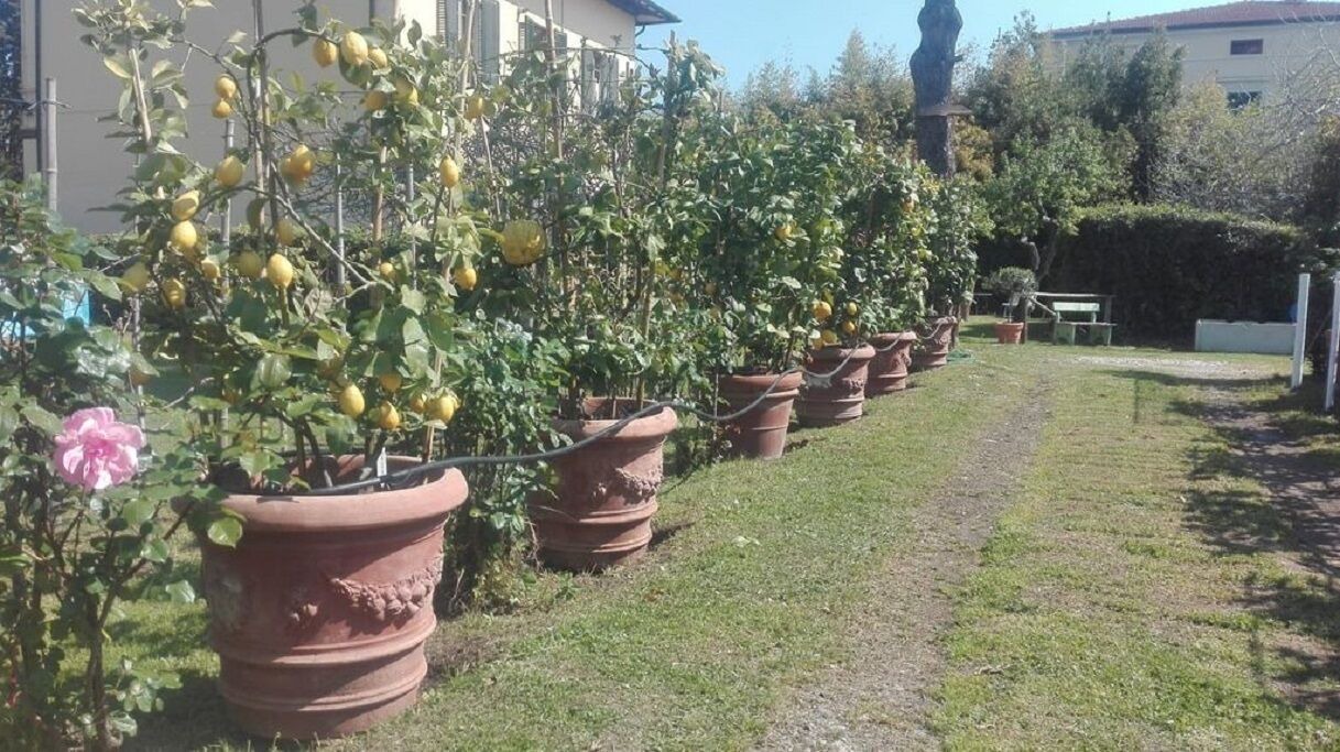 Photo of Outdoor in Torre del Lago Puccini