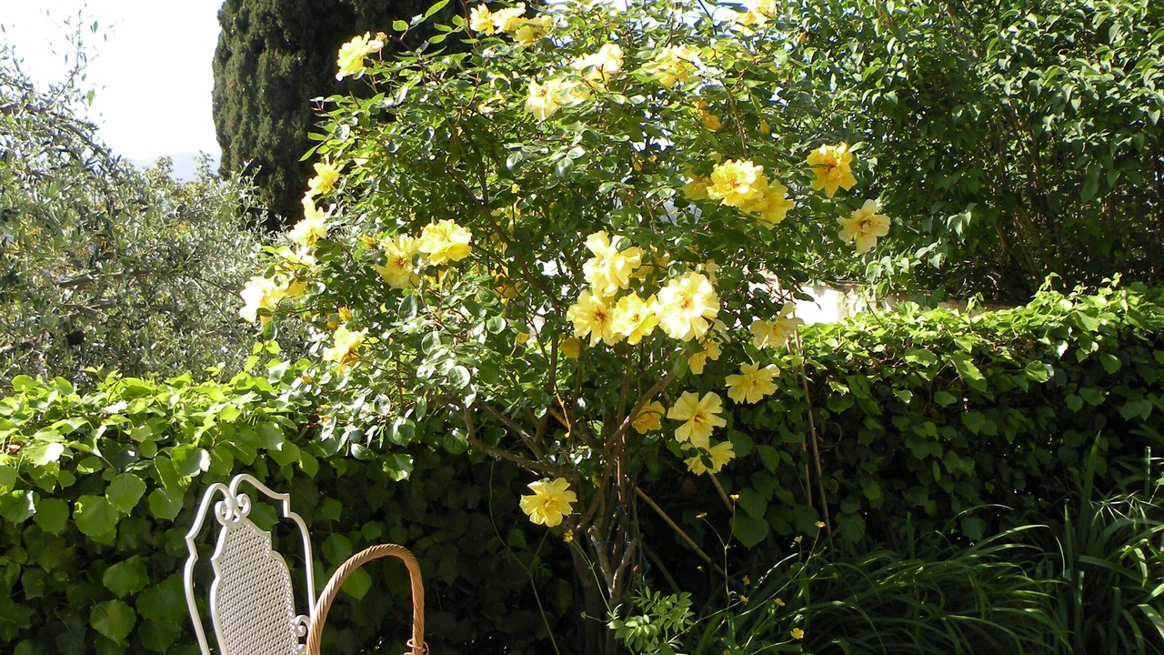 Photo of Patio Balcony in Speracedes