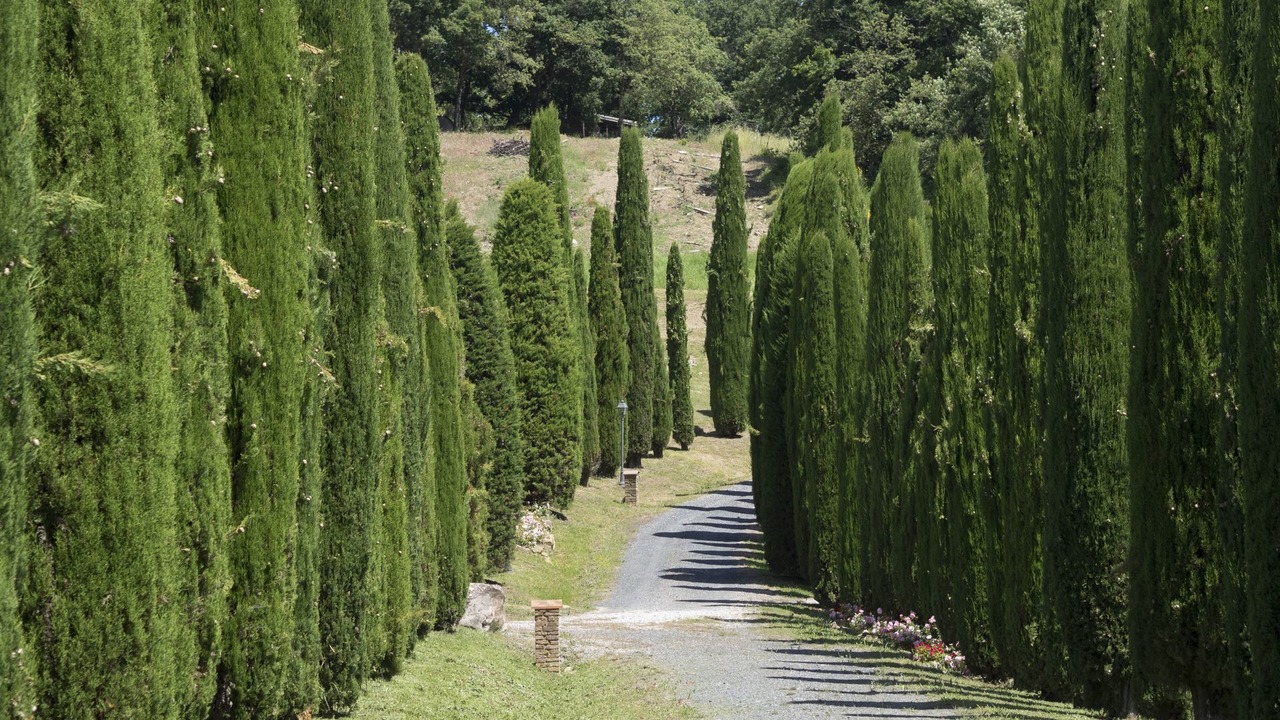 Photo of Others in Volterra