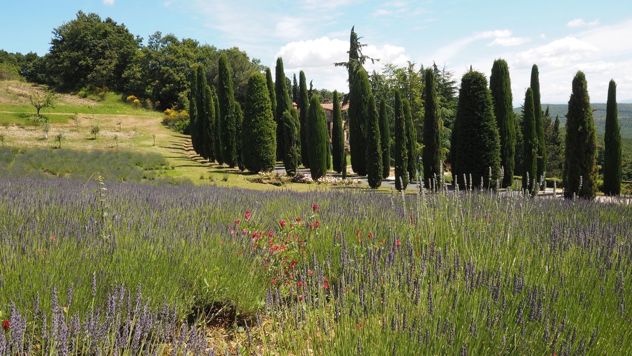 Photo of Others in Volterra