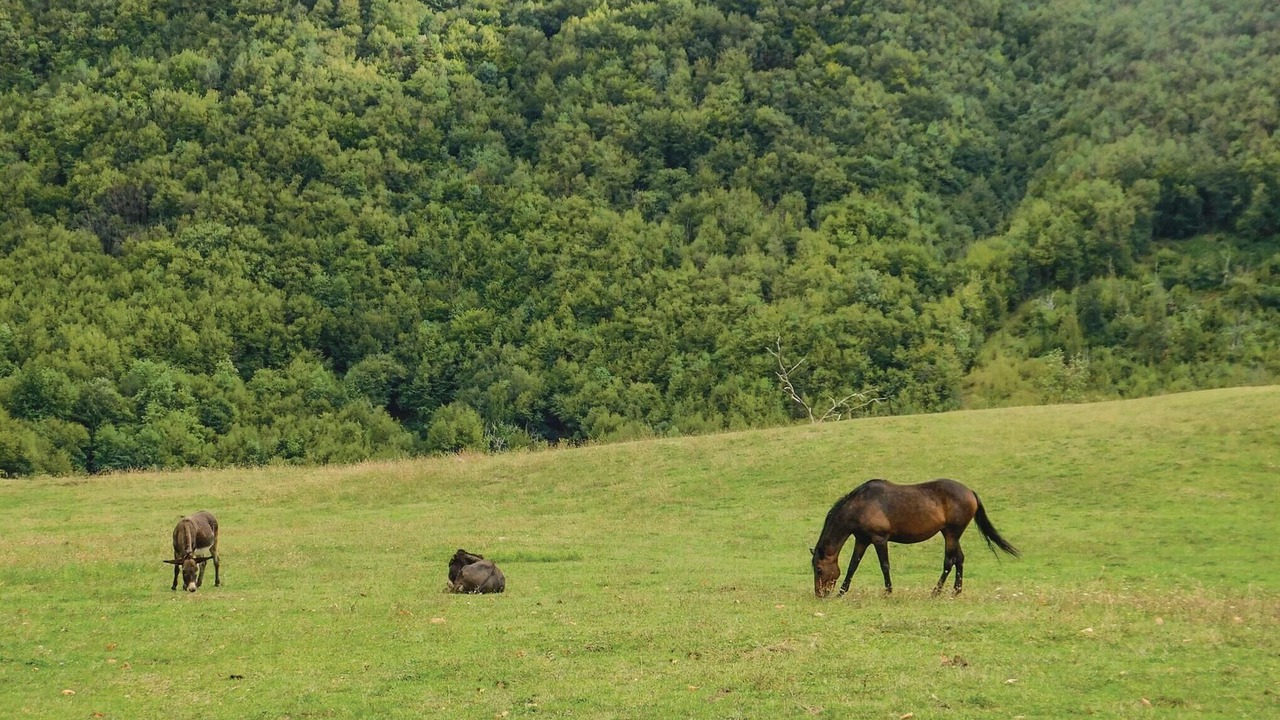 Photo of Others in Comano
