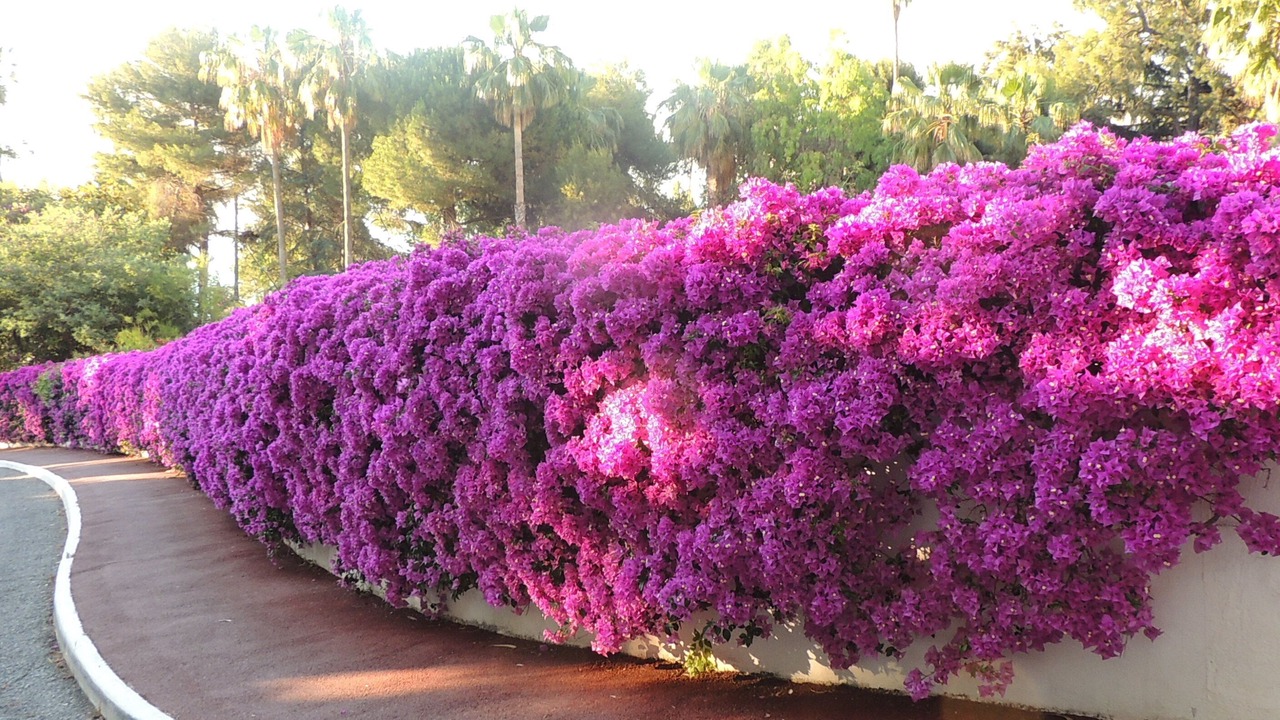 Photo of Outdoor in Vallauris
