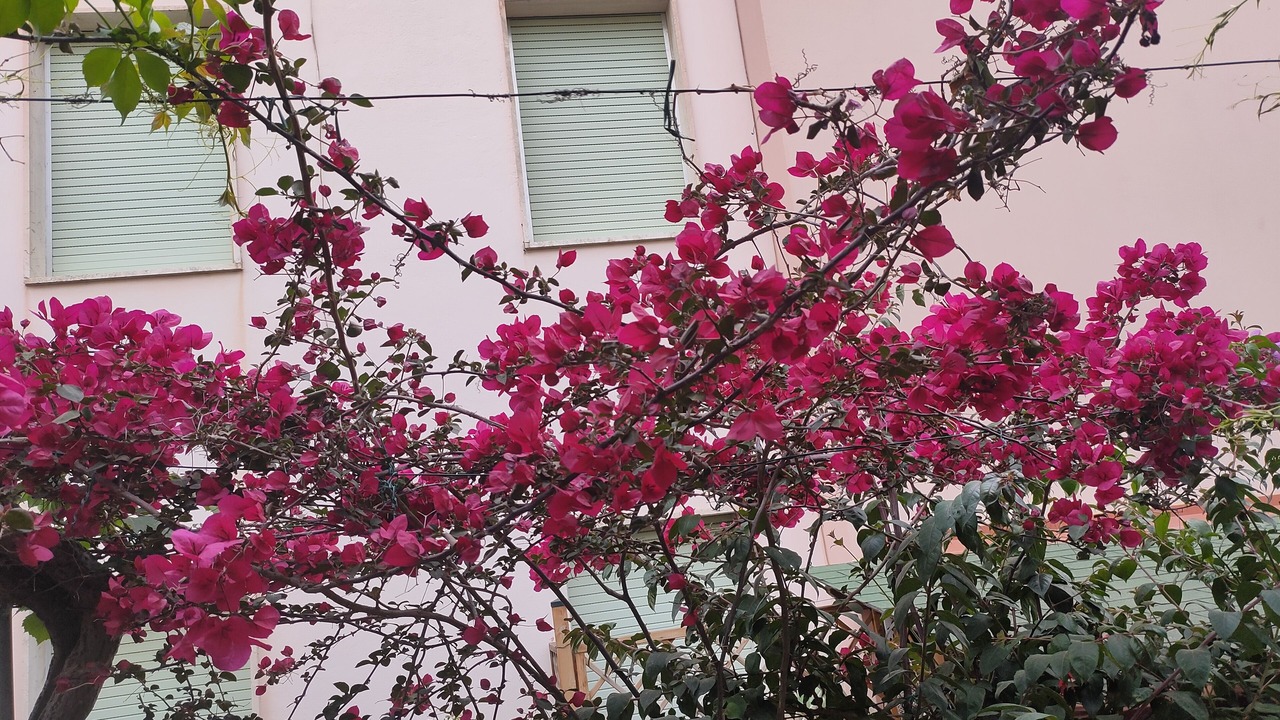 Photo of Outdoor in Castiglioncello