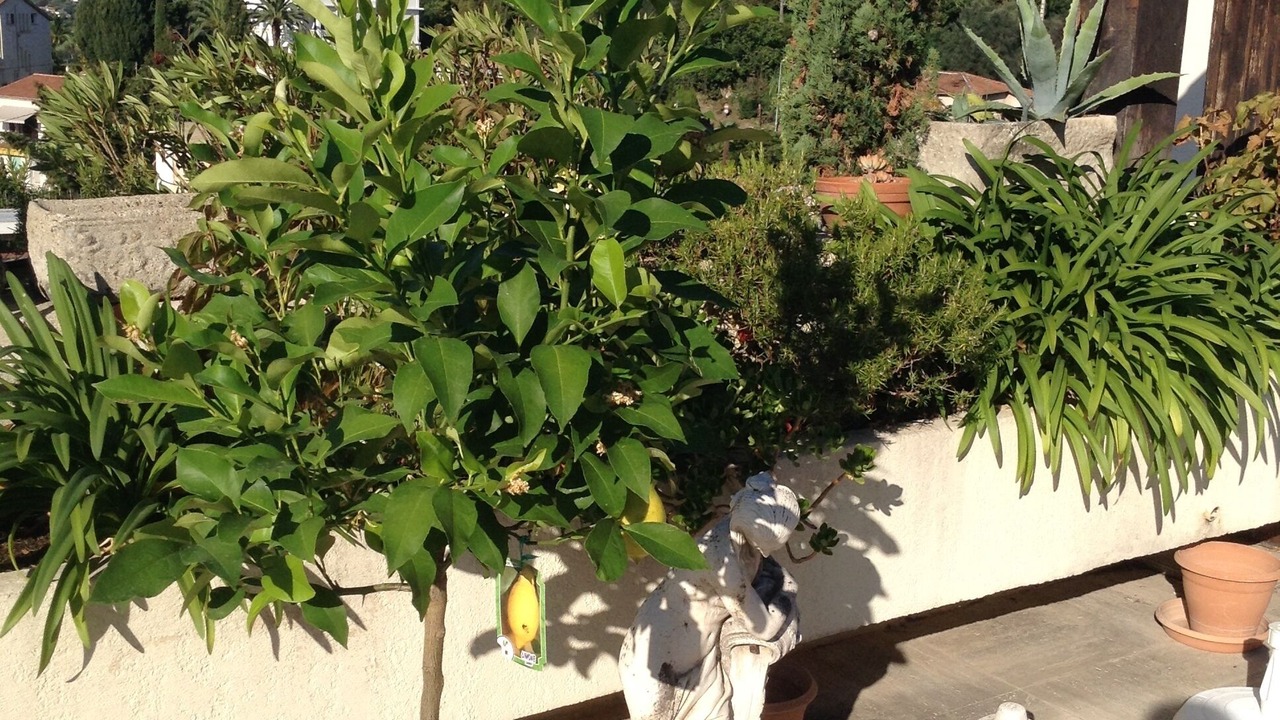 Photo of Others in Vence