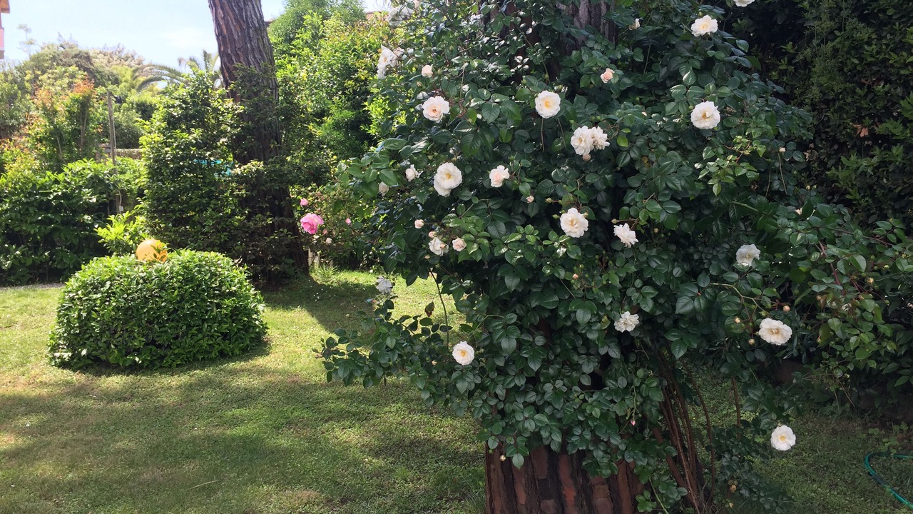 Photo of Outdoor in Marina di Pietrasanta