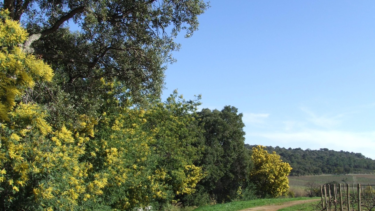 Photo of Outdoor in La Croix-Valmer
