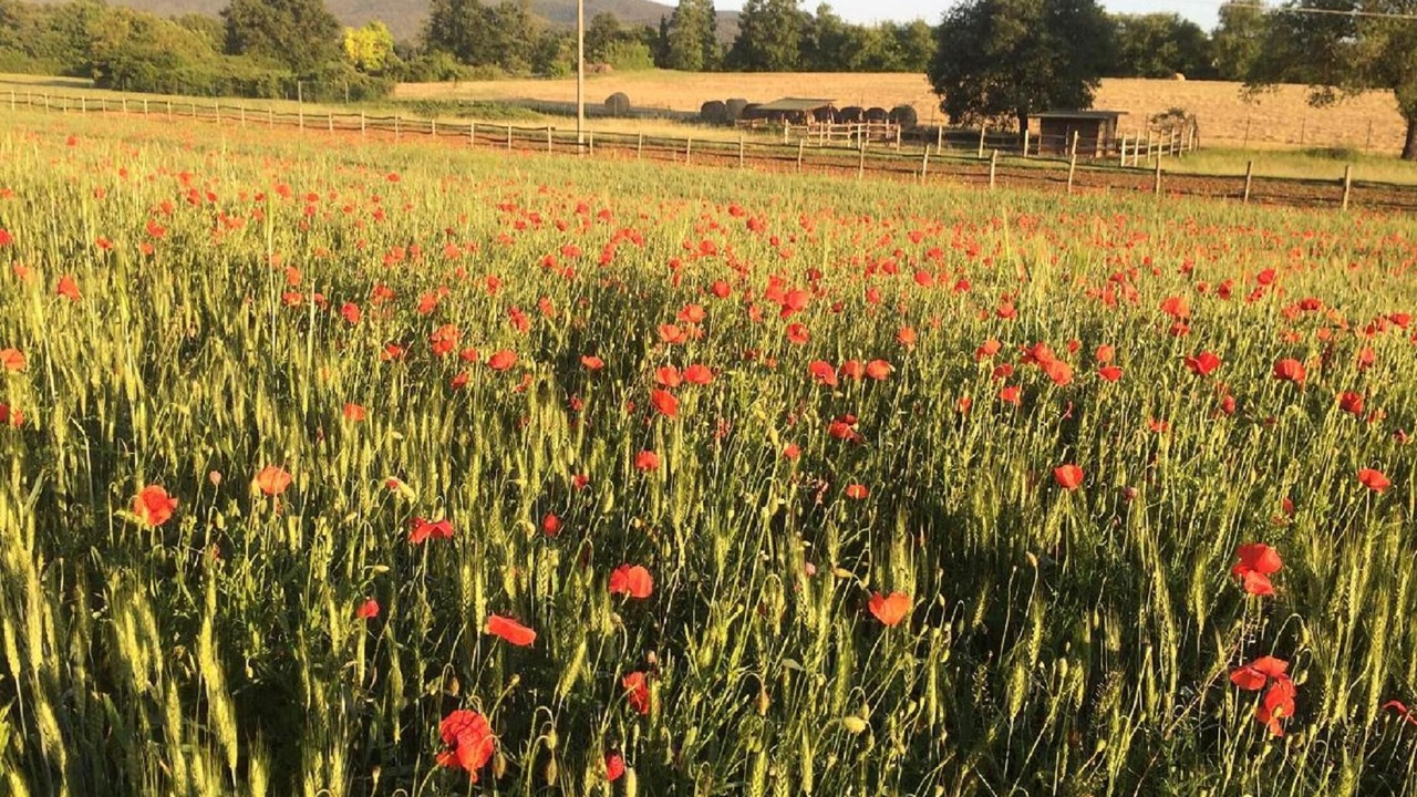 Photo of Outdoor in Poggiarello
