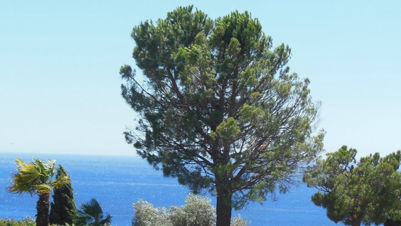 Photo of Outdoor in Theoule-Superieur