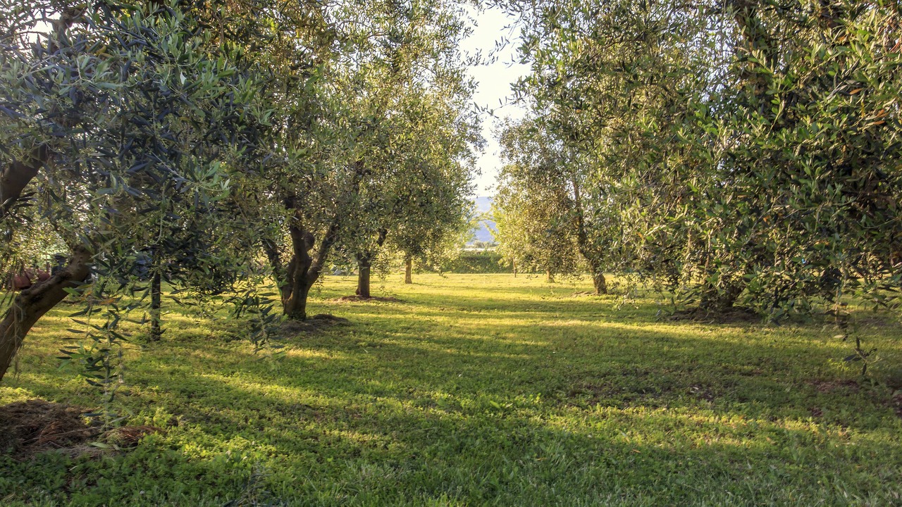 Photo of Outdoor in Campiglia Marittima