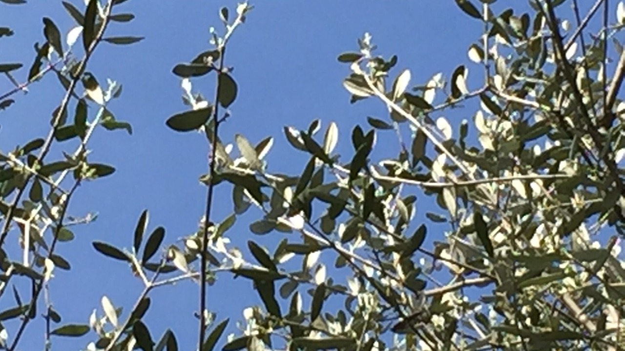 Photo of Outdoor in Roquefort-les-Pins