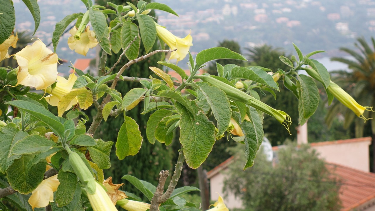 Photo of Outdoor in Espero-Pax