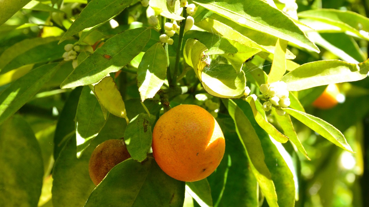 Photo of Outdoor in Saint-Paul-de-Vence