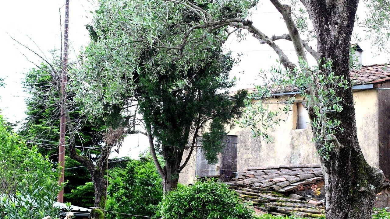 Photo of Outdoor in Camaiore