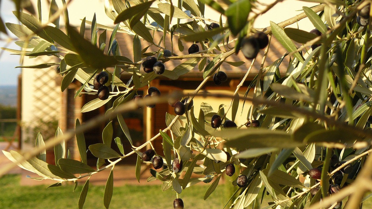 Photo of Outdoor in Castellina Marittima