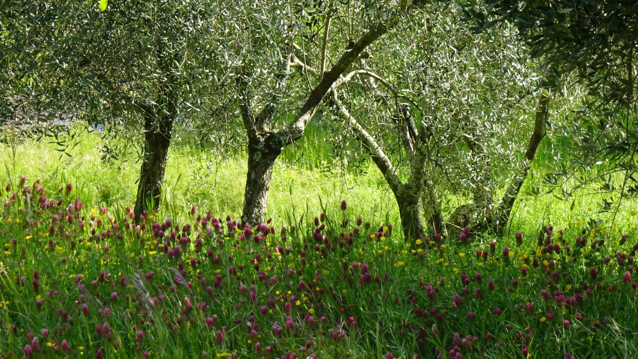 Photo of Outdoor in Pieve San Paolo