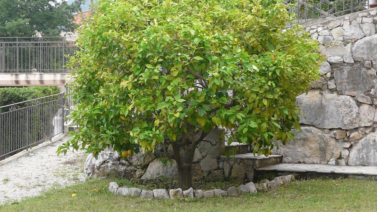 Photo of Outdoor in Saint-Jeannet