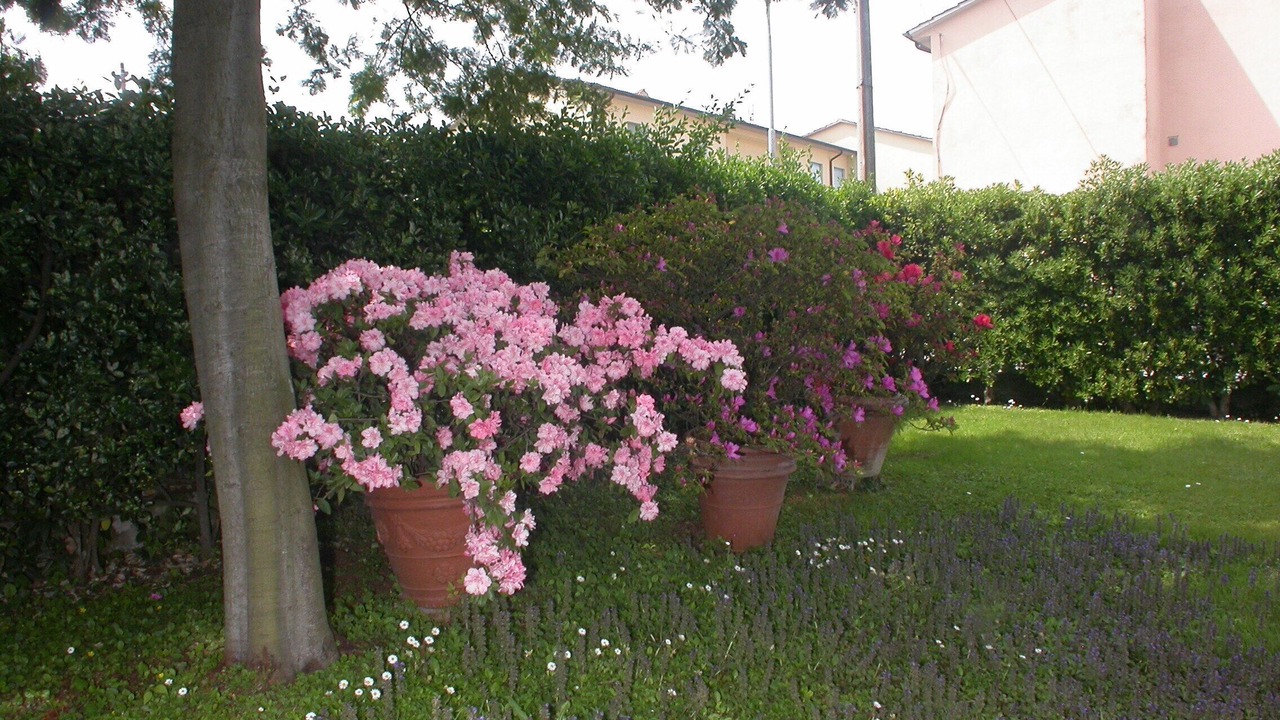 Photo of Outdoor in Marina di Pietrasanta