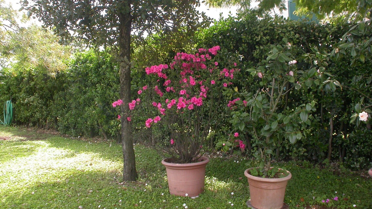 Photo of Outdoor in Marina di Pietrasanta
