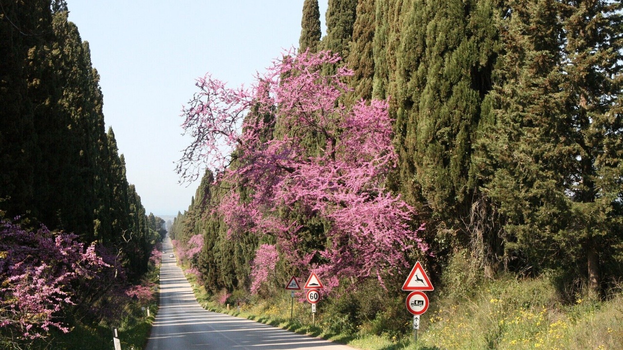 Photo of Outdoor in Bibbona