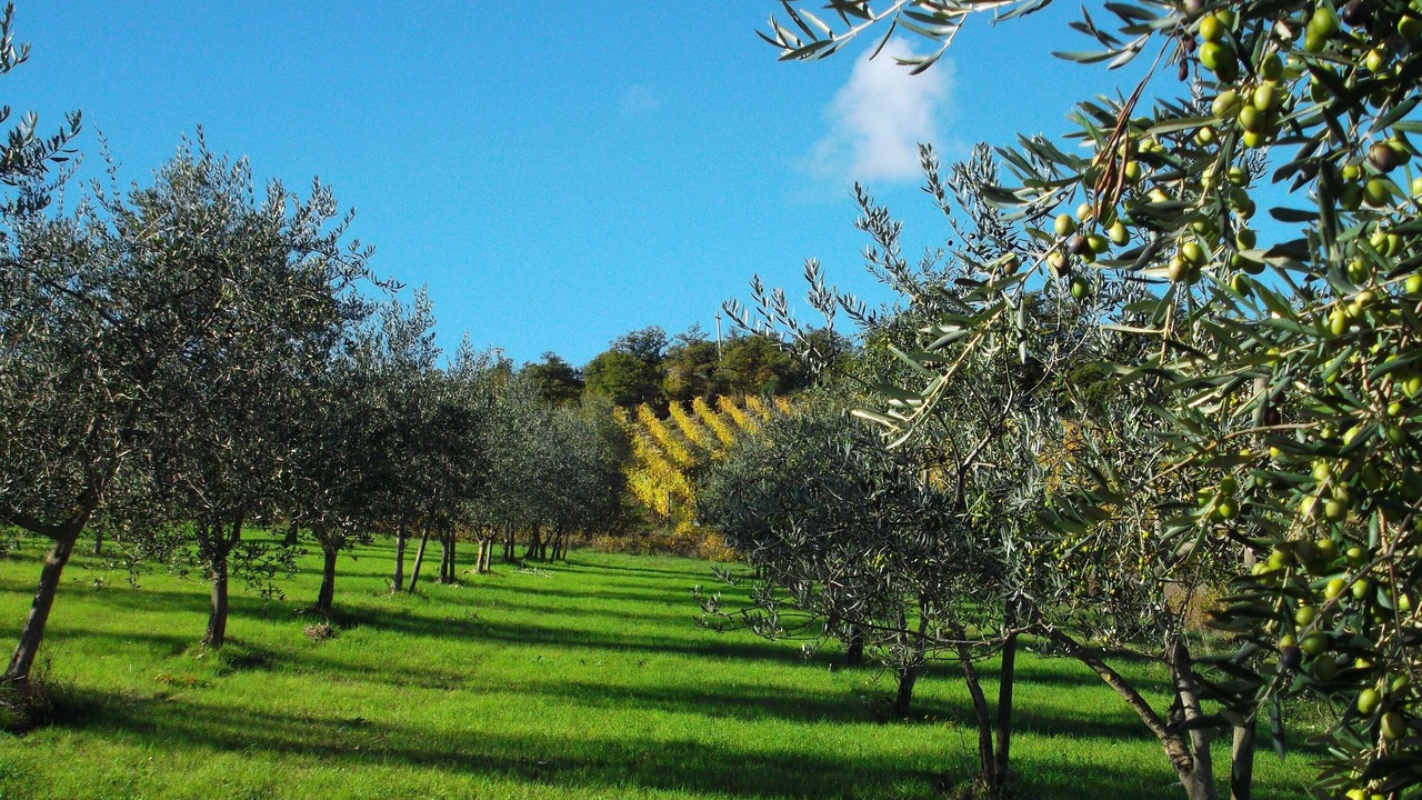Photo of Outdoor in Radda in Chianti