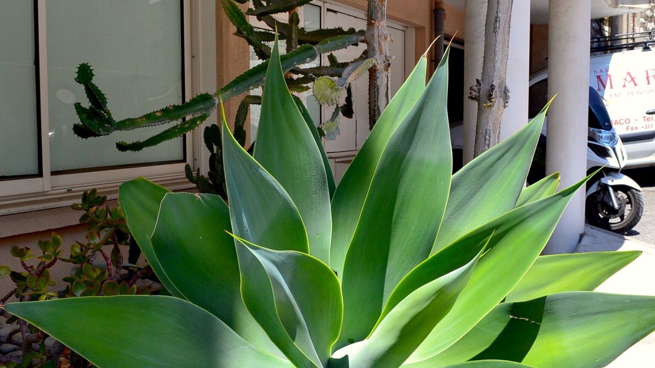 Photo of Outdoor in Cap d'Ail