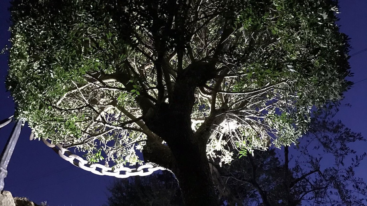 Photo of Outdoor in Procchio