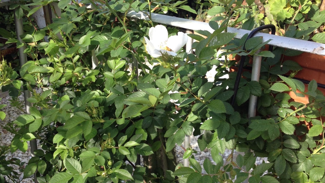 Photo of Outdoor in Corsanico-Bargecchia