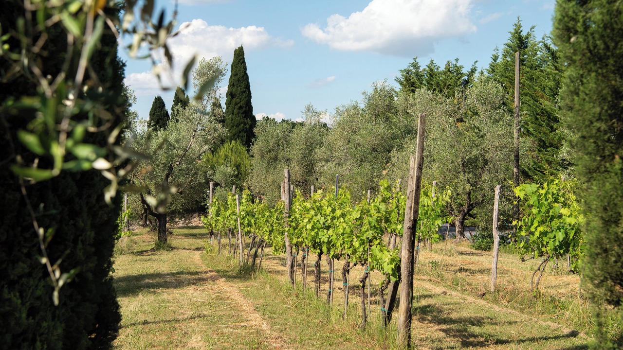 Photo of Others in Rapolano Terme