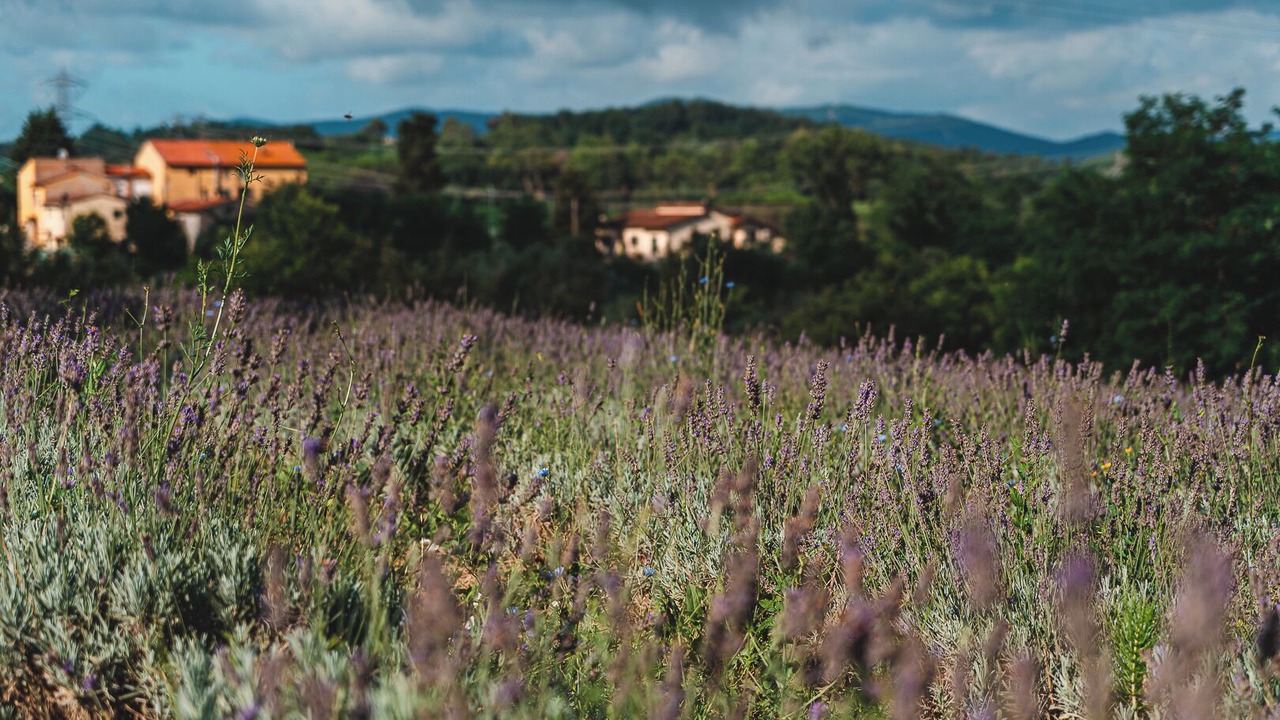 Photo of Others in Fauglia