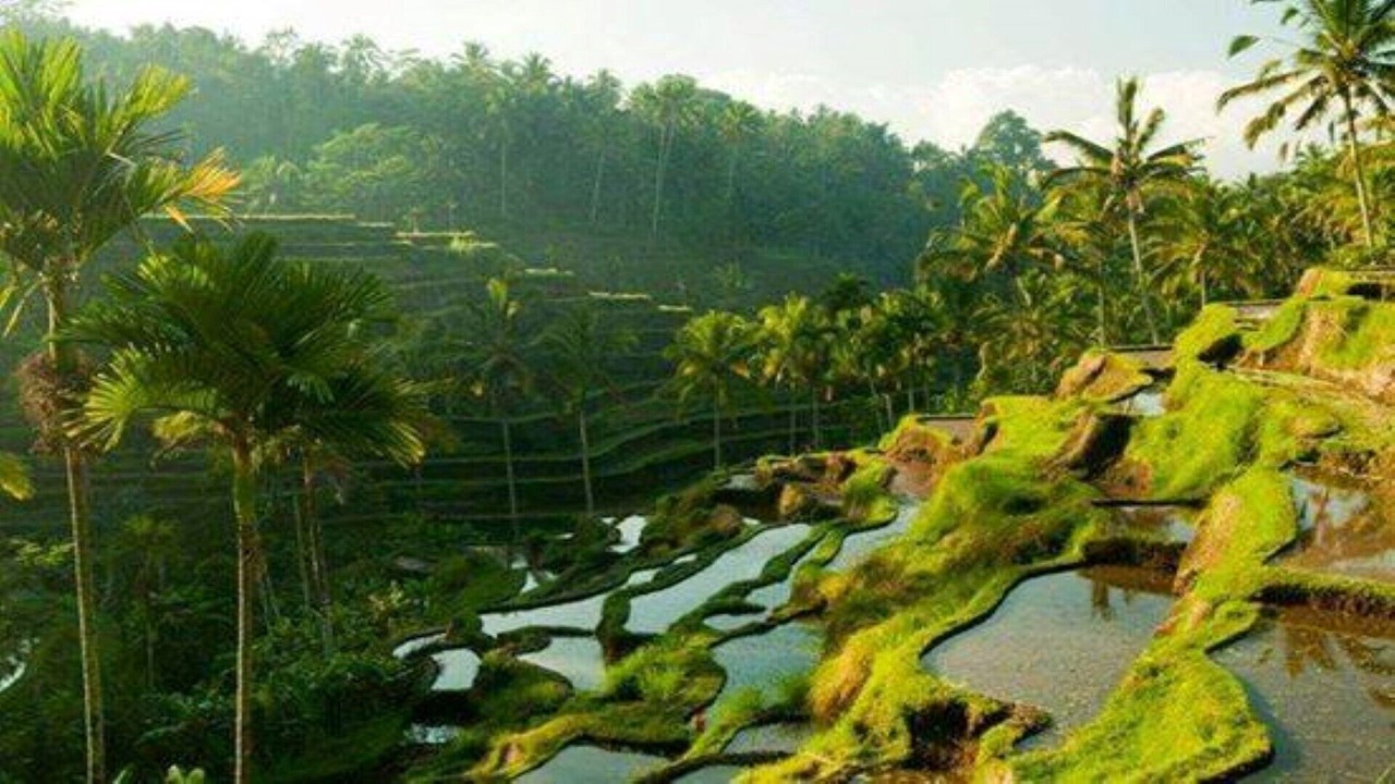 Photo of Outdoor in Sebatu